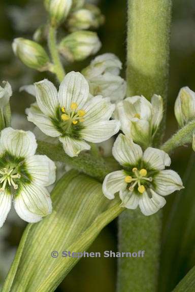 veratrum californicum 4 graphic